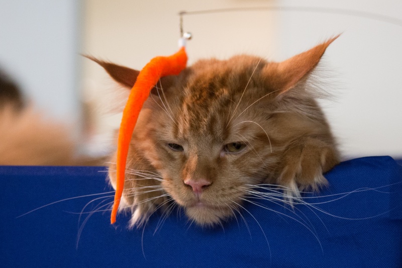 &quot;Зважений і пухнастий&quot;: кот Кекс выиграл битву гигантов на выставке в Киеве